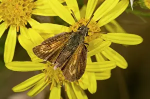 Lepidopterae: Lulworth Skipper - feeding on ragwort