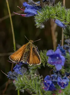 Local: Lulworth skipper, Thymelicus acteon, male feeding