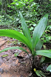 Kelantan: Lumbah (Curculigo latifolia)