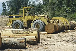 Marked: Lumber Industry, Suriname
