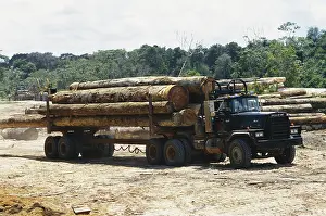 Truck: Lumber, Suriname