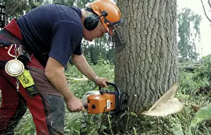 Felling: Lumberjack - Cutting down poplar with motor saw