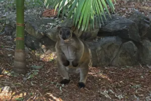 Lumholtz: Lumholtz Tree-Kangaroo on the forest floor