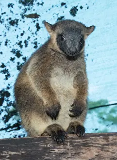 Lumholtzi: Lumholtz's tree-kangaroo 13 month old