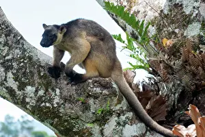 Lumholtzi: Lumholtz's tree-kangaroo 2 year old