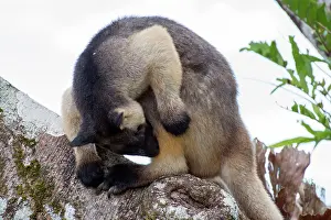 Lumholtzi: Lumholtz's Tree Kangaroo 2 year old male