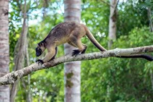 Gripping: Lumholtz's Tree Kangaroo 2 year old male