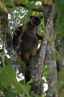 Lumholtz: Lumholtz's Tree Kangaroo