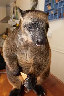 Lumholtz: Lumholtz's Tree-kangaroo