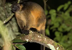 Lumholtz: Lumholtz's Tree-kangaroo