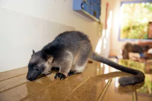 Tabletop: Lumholtz's Tree Kangaroo