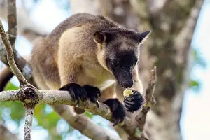 Silkwood: Lumholtz's Tree Kangaroo