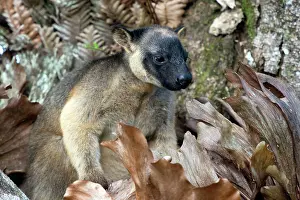Elkhorn: Lumholtz's Tree Kangaroo