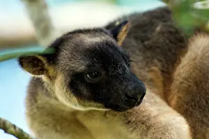 Silkwood: Lumholtz's Tree Kangaroo