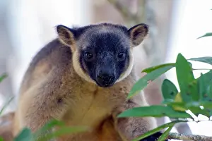 Silkwood: Lumholtz's Tree Kangaroo