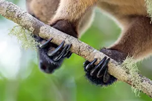 Lumholtzi: Lumholtz's Tree Kangaroo