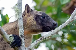 Silkwood: Lumholtz's Tree Kangaroo
