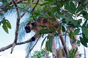 D. Parer & E. Parer-cook: Lumholtz's Tree Kangaroo