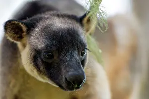 D. Parer & E. Parer-cook: Lumholtz's Tree Kangaroo