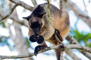 D. Parer & E. Parer-cook: Lumholtz's Tree Kangaroo