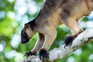 Quadrupedal: Lumholtz's Tree Kangaroo