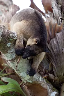 D. Parer & E. Parer-cook: Lumholtz's Tree Kangaroo