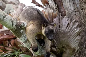 D. Parer & E. Parer-cook: Lumholtz's Tree Kangaroo