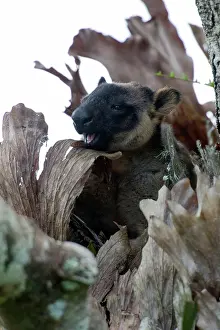 D. Parer & E. Parer-cook: Lumholtz's Tree Kangaroo