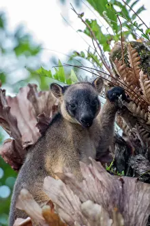 D. Parer & E. Parer-cook: Lumholtz's Tree Kangaroo
