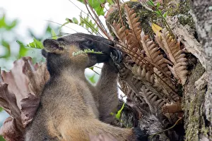 D. Parer & E. Parer-cook: Lumholtz's Tree Kangaroo