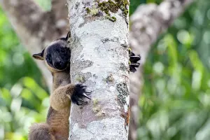 Backwards: Lumholtz's Tree Kangaroo