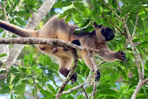 Grip: Lumholtz's Tree Kangaroo