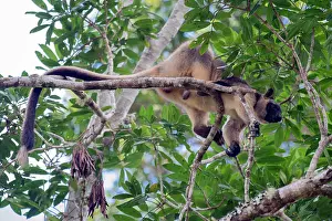 Grip: Lumholtz's Tree Kangaroo