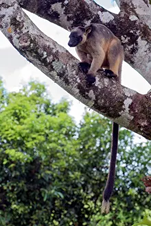 D. Parer & E. Parer-cook: Lumholtz's Tree Kangaroo