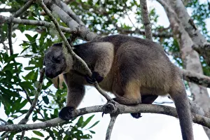 D. Parer & E. Parer-cook: Lumholtz's Tree Kangaroo
