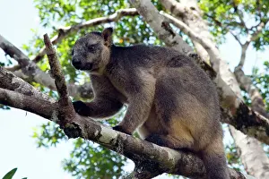 D. Parer & E. Parer-cook: Lumholtz's Tree Kangaroo