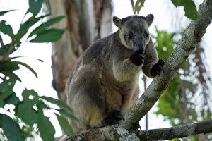 D. Parer & E. Parer-cook: Lumholtz's Tree Kangaroo