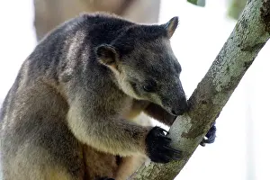 D. Parer & E. Parer-cook: Lumholtz's Tree Kangaroo