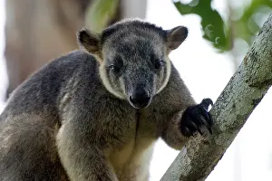 D. Parer & E. Parer-cook: Lumholtz's Tree Kangaroo