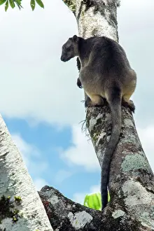 D. Parer & E. Parer-cook: Lumholtz's Tree Kangaroo
