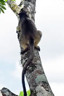 D. Parer & E. Parer-cook: Lumholtz's Tree Kangaroo