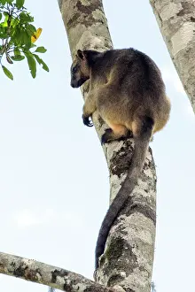 D. Parer & E. Parer-cook: Lumholtz's Tree Kangaroo