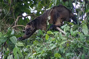 D. Parer & E. Parer-cook: Lumholtz's Tree Kangaroo