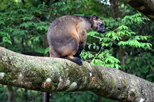 D. Parer & E. Parer-cook: Lumholtz's Tree Kangaroo