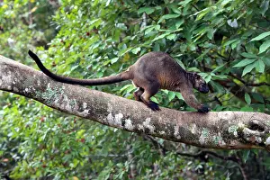 Bipedal: Lumholtz's Tree Kangaroo