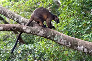Bipedal: Lumholtz's Tree Kangaroo