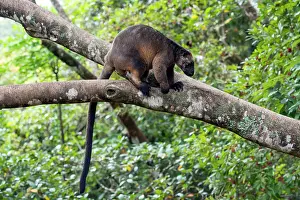 D. Parer & E. Parer-cook: Lumholtz's Tree Kangaroo