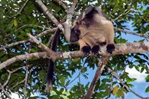 D. Parer & E. Parer-cook: Lumholtz's Tree Kangaroo