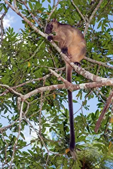 D. Parer & E. Parer-cook: Lumholtz's Tree Kangaroo