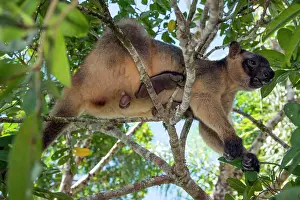 Grip: Lumholtz's Tree Kangaroo